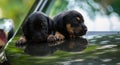 Adorable newborn baby badger dog puppies in car hood together, sharing the warmth of the bodies, innocent faces looking at the Royalty Free Stock Photo