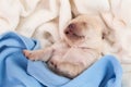 Adorable newborn baby labrador puppy sleeping