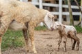 Adorable newborn baby lamb with mother Royalty Free Stock Photo