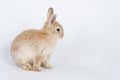 Adorable newborn baby rabbit bunnies brown looking at something while sitting over isolated white background. Easter bunny animal
