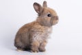 Adorable newborn baby rabbit bunnies brown looking at something while sitting over isolated white background. Easter bunny animal