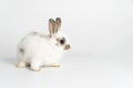 Adorable newborn baby rabbit bunnies looking at camera while sitting over isolated white background. Fluffy white brown bunny
