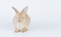 Adorable newborn baby rabbit bunnies looking at something sitting over isolated white background. Active little rabbit furry brown