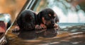 Adorable newborn baby sausage dog puppies in car hood together, sharing the warmth of the bodies, innocent faces looking at the Royalty Free Stock Photo