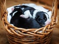 Adorable newborn border collie puppies in basket