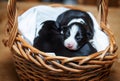 Adorable newborn border collie puppies in basket