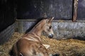 Adorable newborn color falcon foal lying in the straw in the horse stable Royalty Free Stock Photo