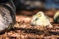 Adorable Newborn Goslings Resting Beside Their Mother