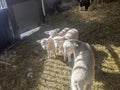 Lambs in a barn looking at the camera Royalty Free Stock Photo