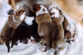 Adorable newborn welsh corgi puppies suck their mom. Natural feeding. Happy family. Pets. Childhood. Dog breeding.