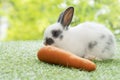 Adorable newborn white, black baby rabbit eating fresh orange carrot white sitting on green meadow over nature background. Easter Royalty Free Stock Photo