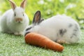Adorable newborn white, gray baby rabbit eating fresh orange carrot with white brow bunny while sitting together on green meadow Royalty Free Stock Photo