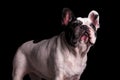 Adorable nine years old french bulldog female standing