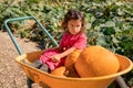 Adorable oddler girl sitting in a trolley with ripe pumpkins at farm field, autumn holidays