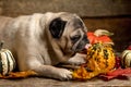 Autumn concept with adorable old pug, colorful dry leaves of october and pumpkins. Royalty Free Stock Photo