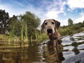 Adorable old Rhodesian Ridgeback female dog Royalty Free Stock Photo