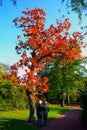 Adorable older couple contemplating a majestic tree with red leaves