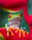 Adorable orange fingers of the red and green tree frog of Costa Rica Royalty Free Stock Photo