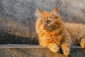 Adorable Orange Munchkin Cat Relaxing On Fence.