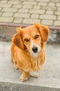 Adorable orange puppy dog sitting on the yard background