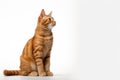 Adorable orange tabby cat sitting gracefully on white background. Charming portrait of content and curious feline compan