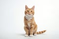 Adorable orange tabby cat sitting gracefully on white background. Charming portrait of content and curious feline compan