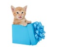 Adorable orange tabby kitten in a present, isolated Royalty Free Stock Photo