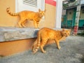 The adorable orange twin cats.