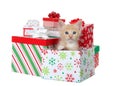 Orange buff kitten popping out of Christmas present isolated Royalty Free Stock Photo