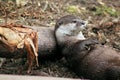 Tired Otter Relaxes Against A Tree
