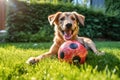Adorable Outdoor Pet Photography: A Playful Puppy with a Colorful Ball Royalty Free Stock Photo