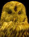 Adorable owl perched alone in a shadowy area, looking directly at the camera Royalty Free Stock Photo