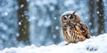 Adorable Owl Perched In Snowy Winter Forest With Falling Snow And Peaceful Cold Atmosphere Royalty Free Stock Photo