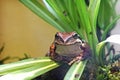 Adorable Pacific Tree Frog In Plants