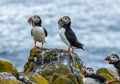 Adorable pair of Atlantic puffins with fish in their beaks standing on a rock next to the shore Royalty Free Stock Photo