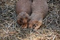 Adorable Pair of Black Tailed Prairie Dogs Royalty Free Stock Photo