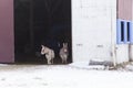 Adorable pair of miniature donkeys seen peeking from an open barn door during a winter afternoon