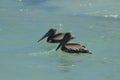 Stunning photo of a pair of pelicans in the ocean Royalty Free Stock Photo