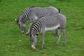 Adorable Pair of Zebras with Brown Spots on their Noses Grazing
