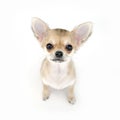 Adorable pale beige chihuahua puppy sitting on whi