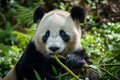 Adorable panda bear eating bamboo in lush forest Royalty Free Stock Photo