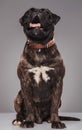 Adorable panting boxer with spiked collar sitting and looking up