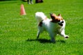 Papillon dog attending competition