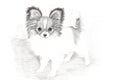 Adorable Papillon Puppy Hand Drawn Art Royalty Free Stock Photo