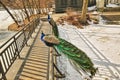 Adorable Peafowls with fabulous tails on wooden bench in Lazienki Krolewskie Park in Poland