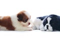 Adorable of pedigree shih tzu puppies dog rekaxing and lying on Royalty Free Stock Photo