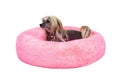 Adorable pedigreed decorative pet on dog bed Royalty Free Stock Photo