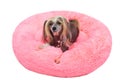 Adorable pedigreed decorative pet on dog bed Royalty Free Stock Photo