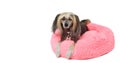 Adorable pedigreed decorative pet on dog bed Royalty Free Stock Photo