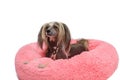 Adorable pedigreed decorative pet on dog bed Royalty Free Stock Photo